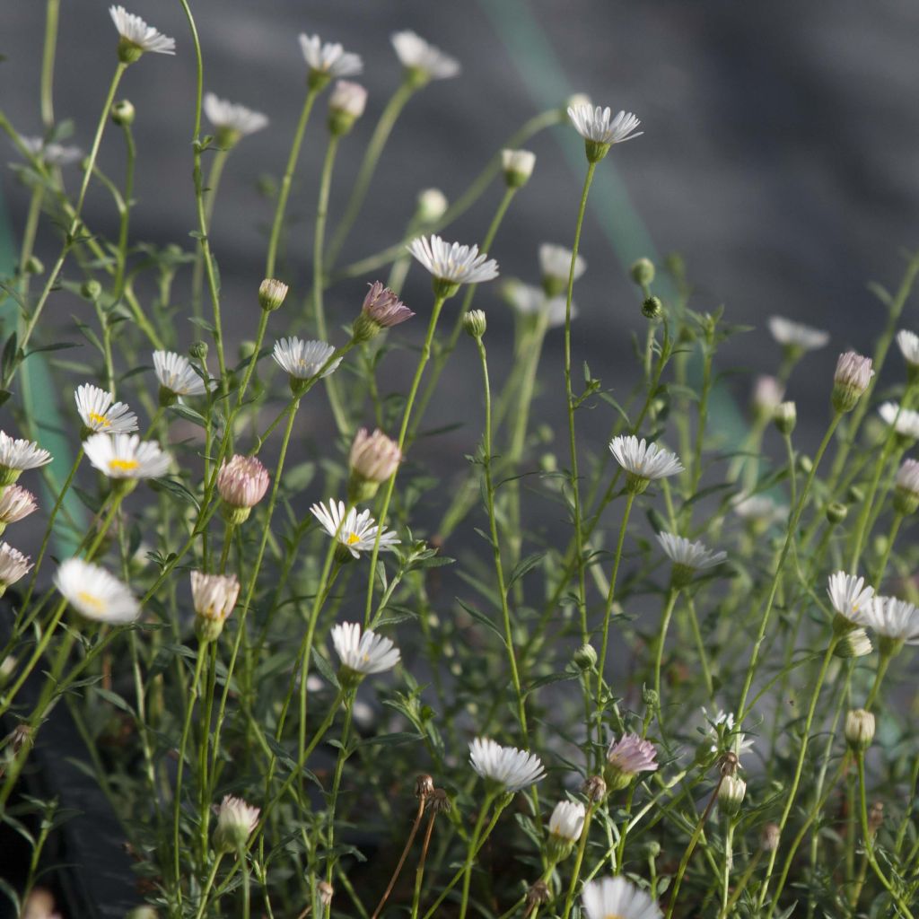 Erigeron karvinskianus