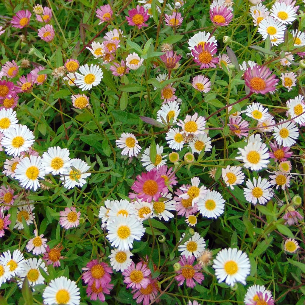 Erigeron karvinskianus