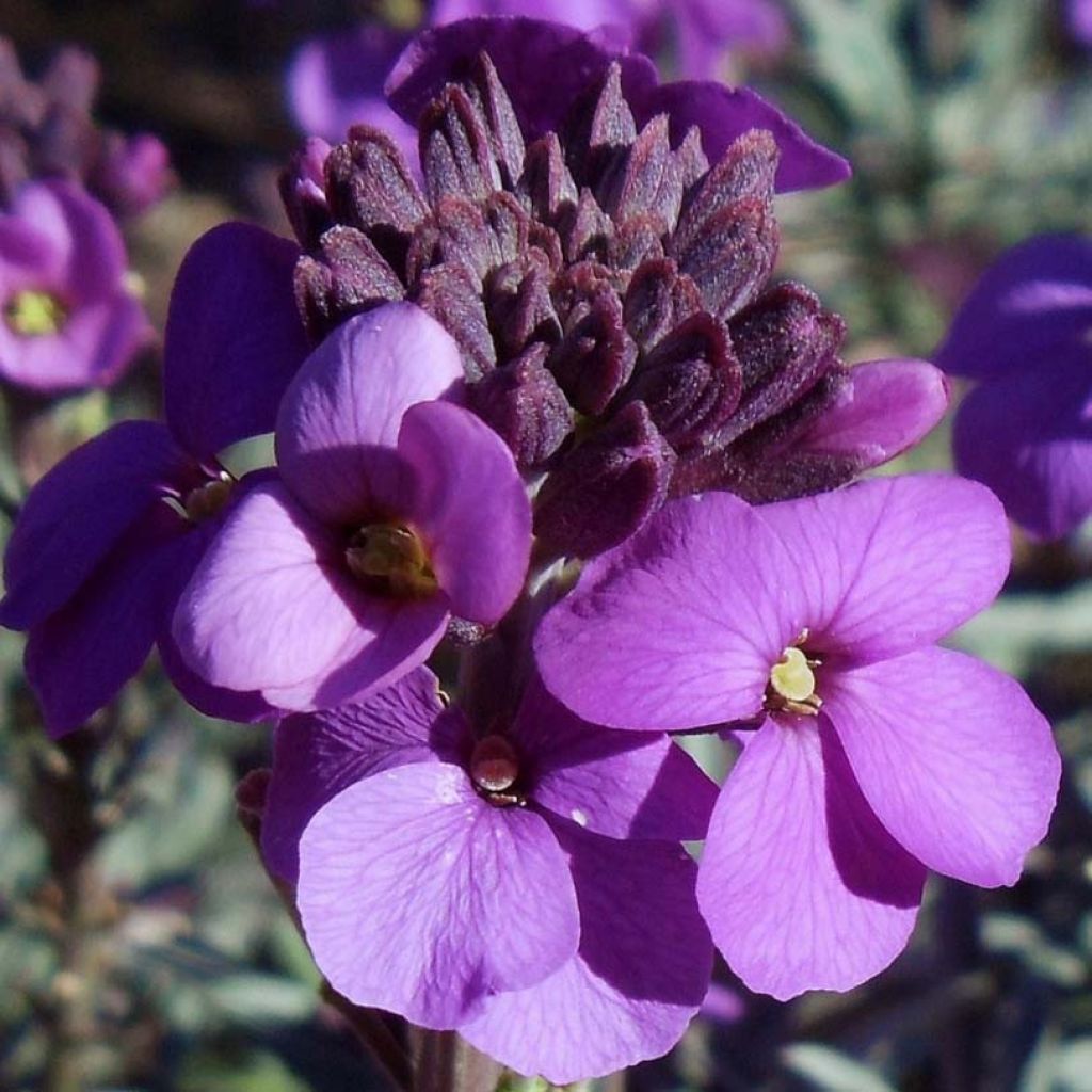 Erysimum linifolium Bowless Mauve - Wallflower