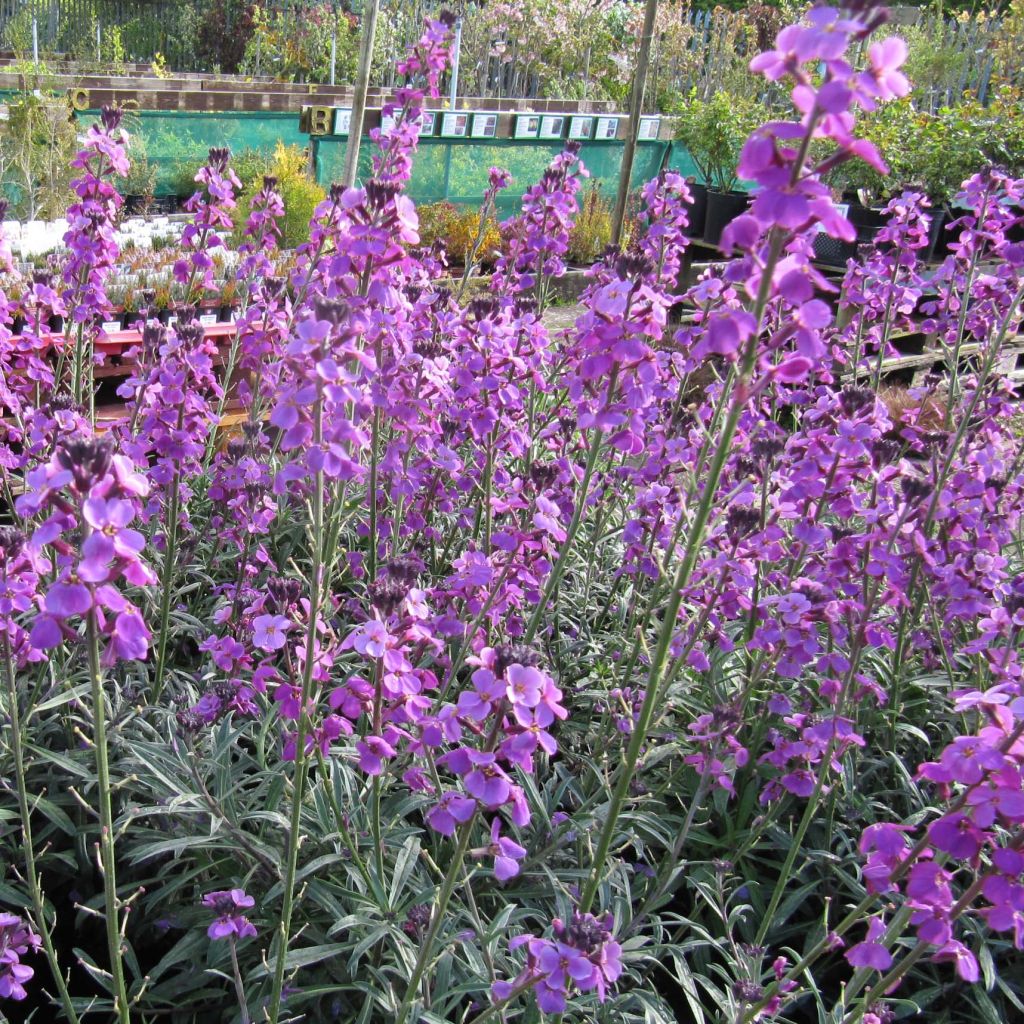 Erysimum linifolium Bowless Mauve - Wallflower