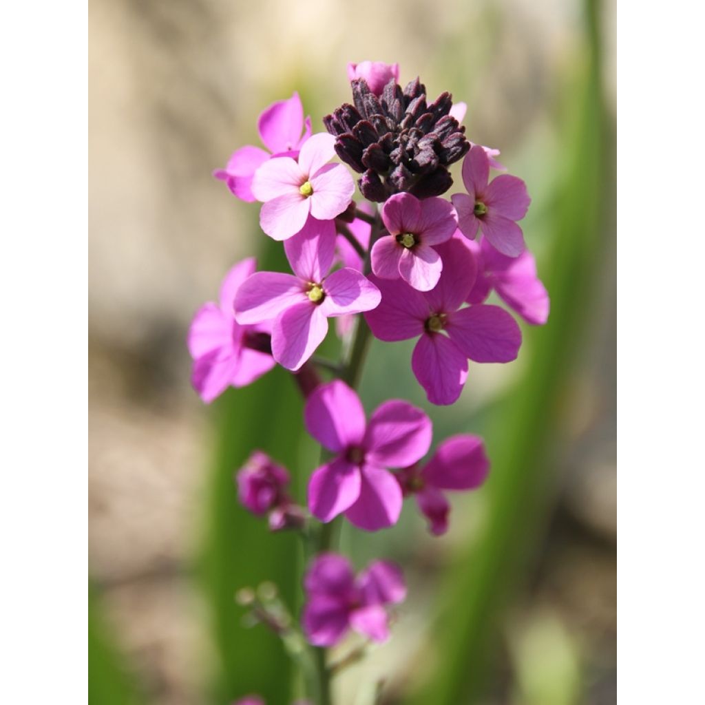 Erysimum linifolium Bowless Mauve - Wallflower