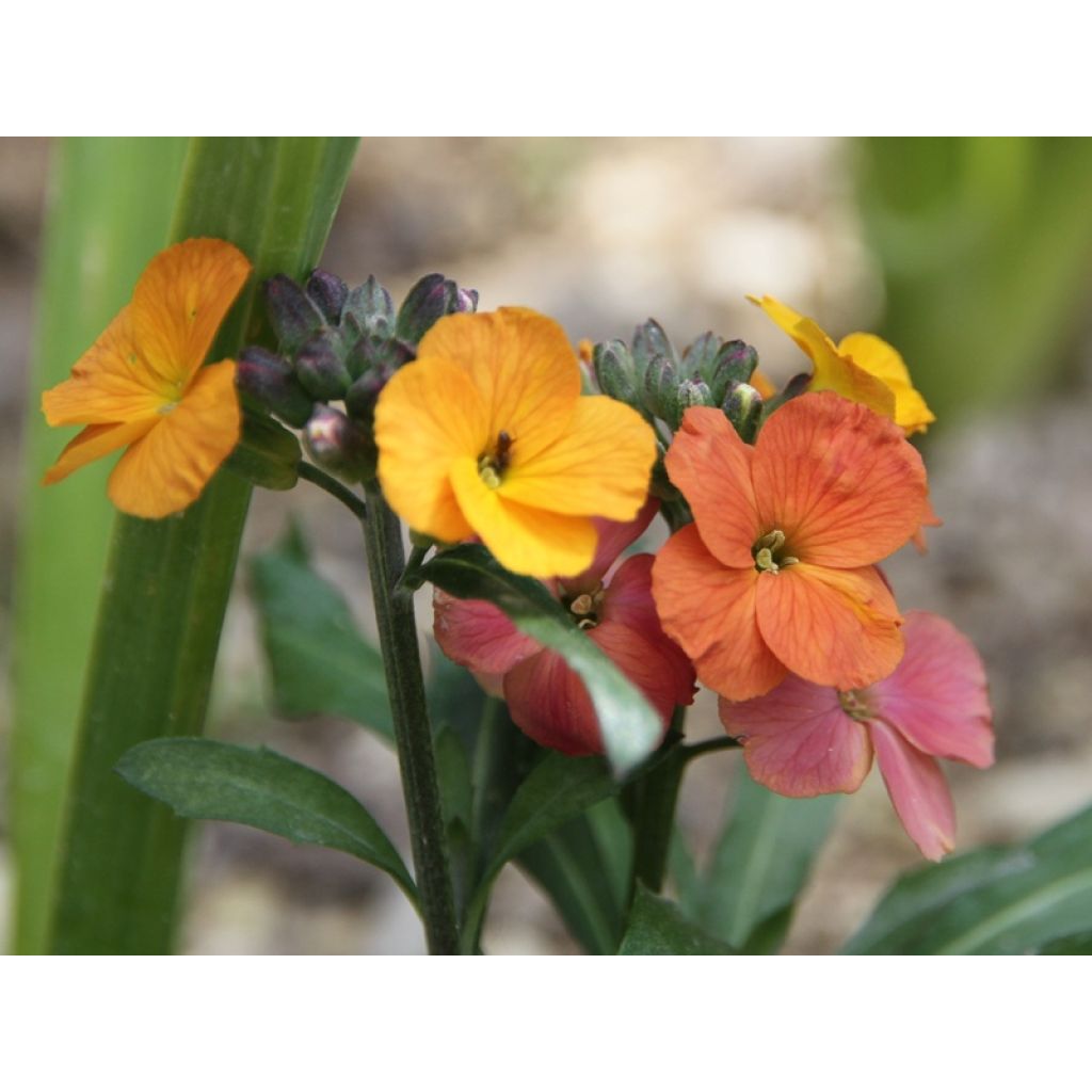 Erysimum Winter Party Plug Plant - Wallflower