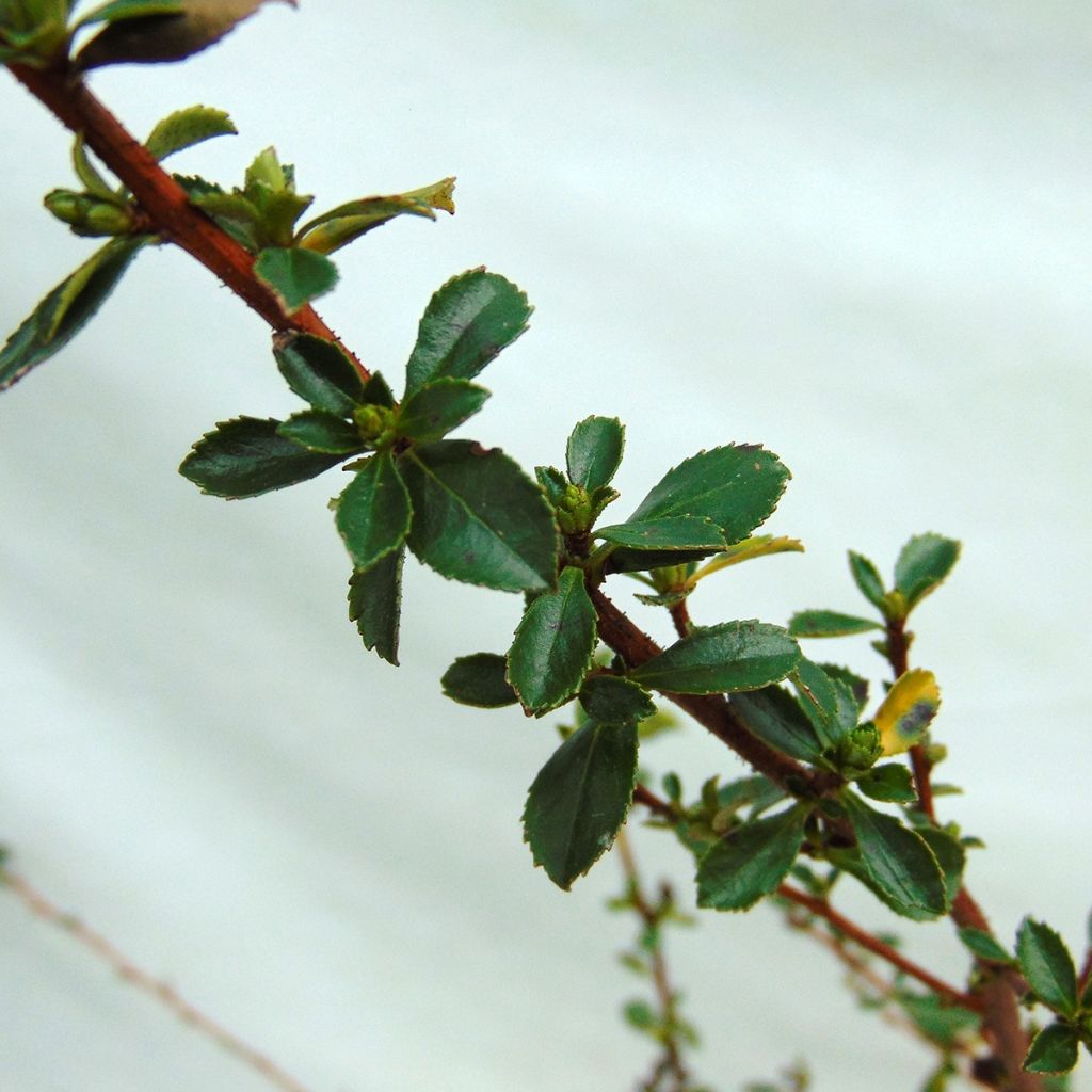 Escallonia Donard Seedling