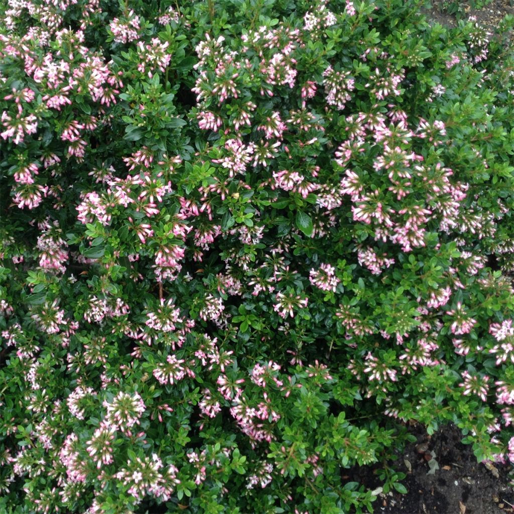 Escallonia hybride Show Stopper