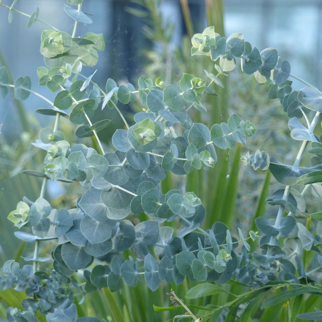 Eucalyptus pulverulenta Baby Blue (Little Boy Blue)