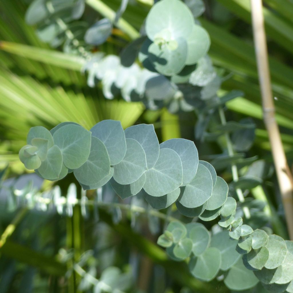 Eucalyptus pulverulenta Baby Blue (Little Boy Blue)