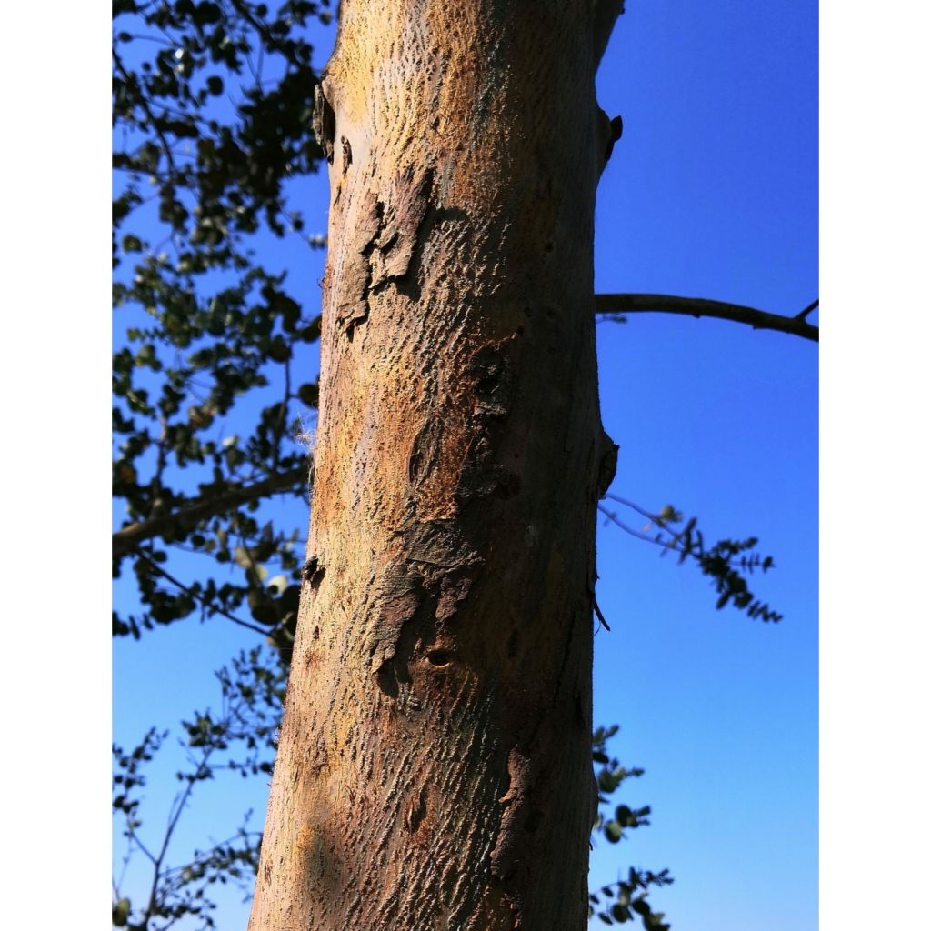 Eucalyptus gunnii Azura