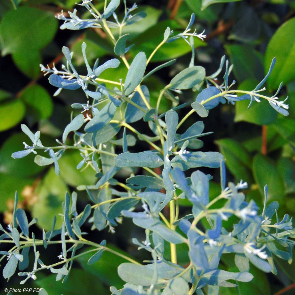 Eucalyptus gunnii France Bleu Rengun - Cider gum