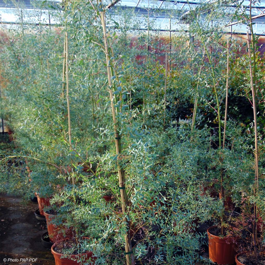 Eucalyptus gunnii France Bleu Rengun - Cider gum