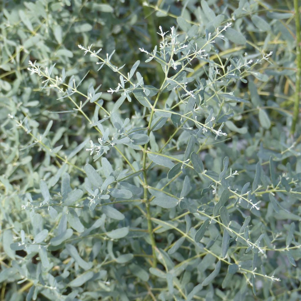 Eucalyptus gunnii France Bleu Rengun - Cider gum