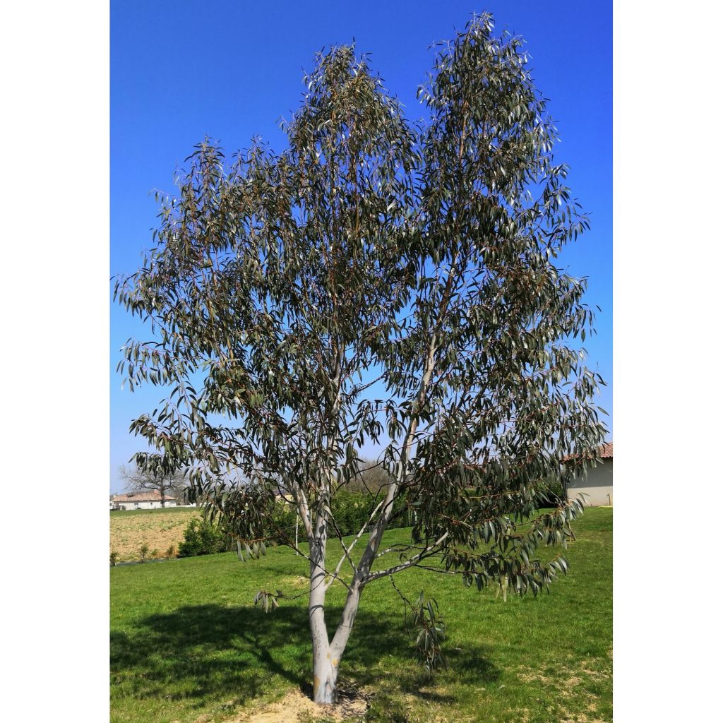 Eucalyptus pauciflora subsp. niphophila