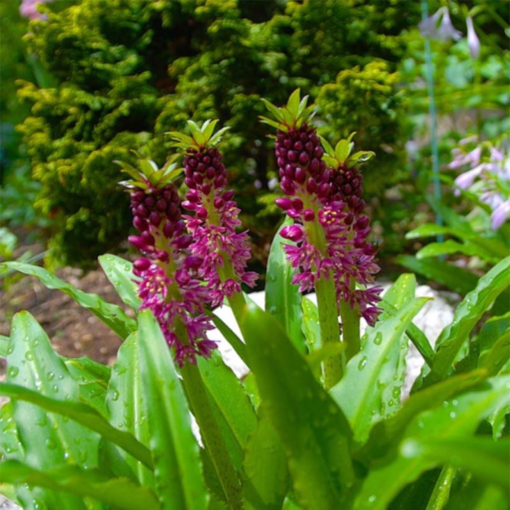 Eucomis comosa Leia - Pineapple flower