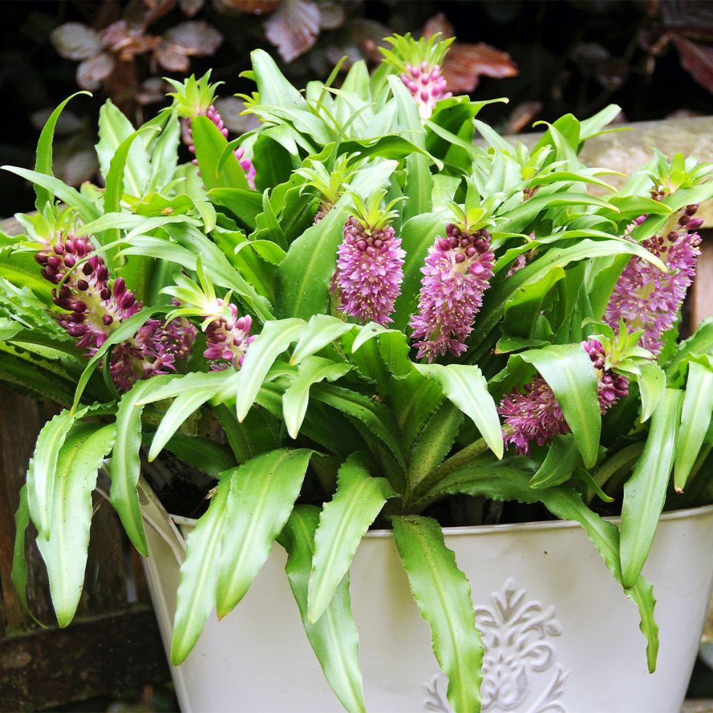 Eucomis comosa Sparkling Burgundy - Pineapple flower