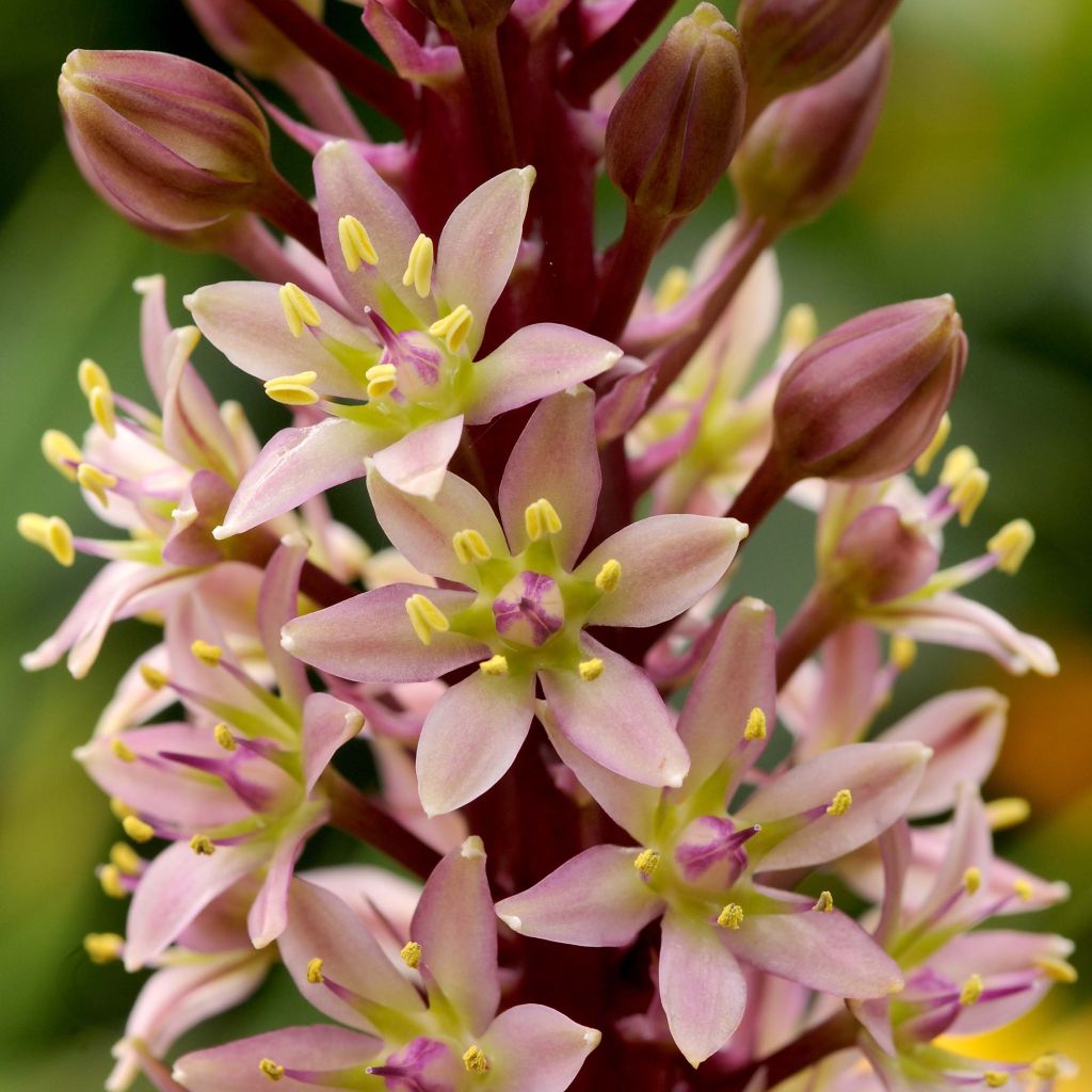 Eucomis comosa Sparkling Rosy - Pineapple flower