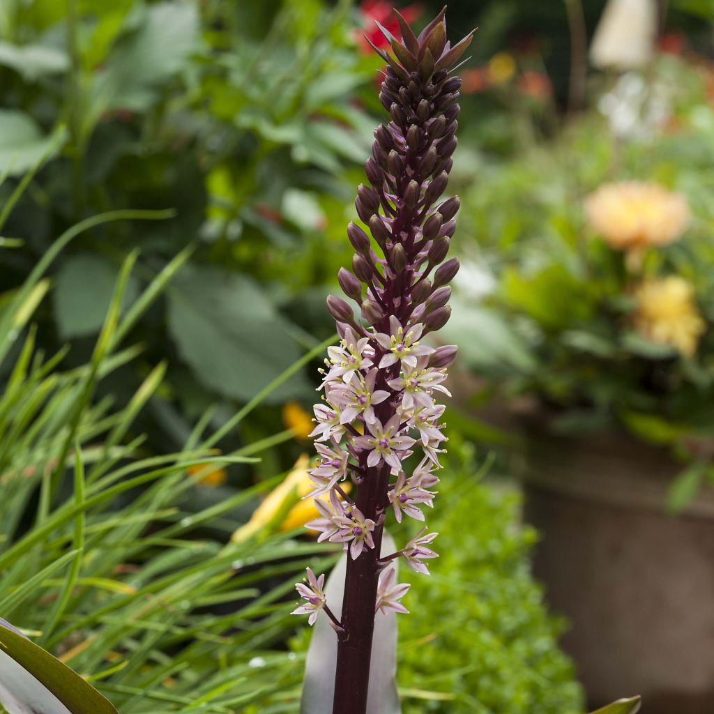 Eucomis comosa Sparkling Rosy - Pineapple flower