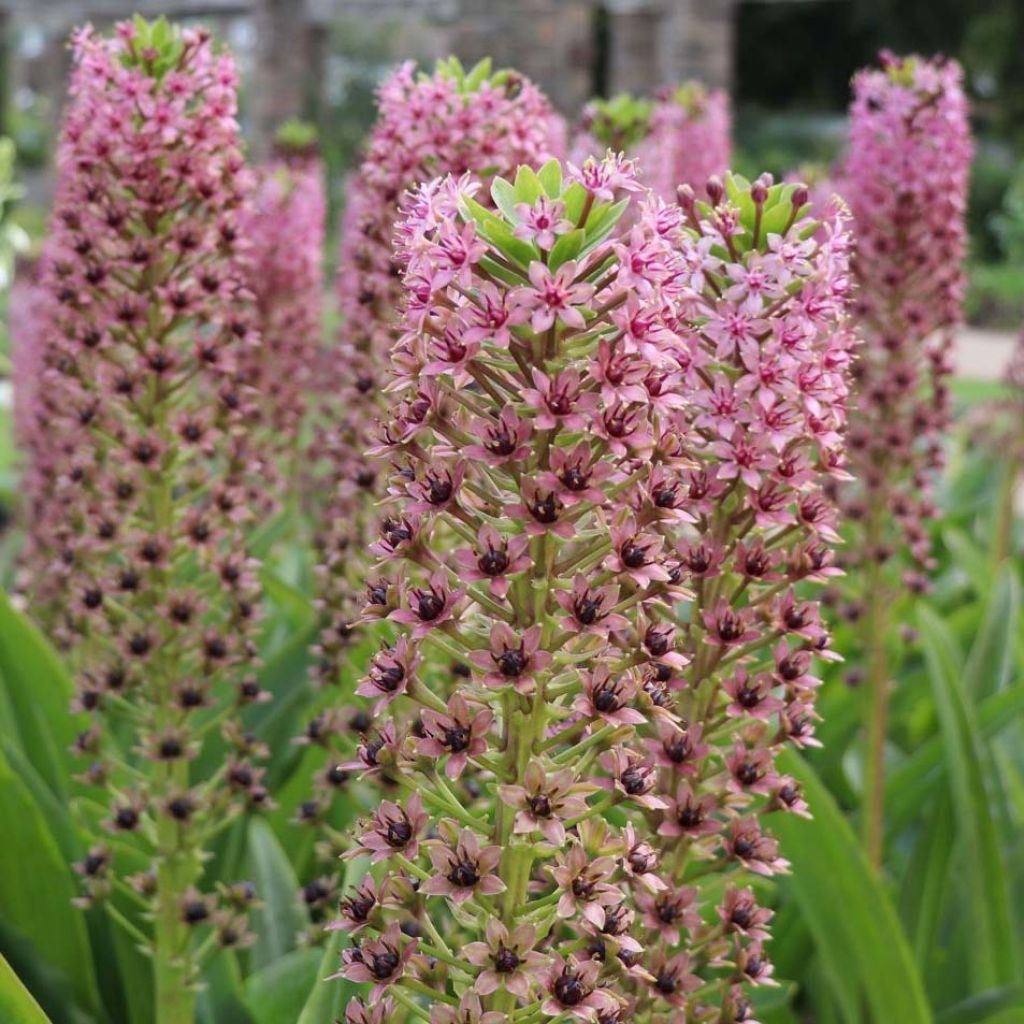 Eucomis comosa Pink Gin - Pineapple flower