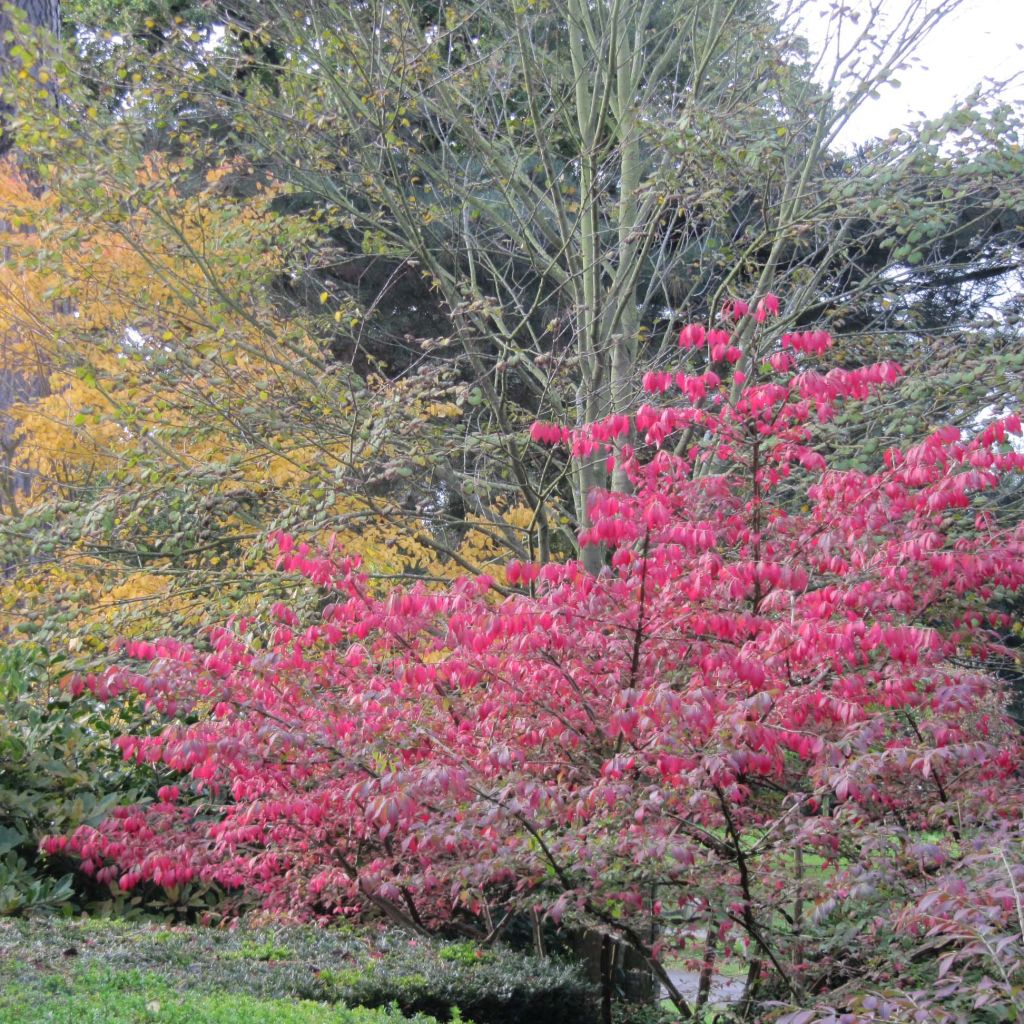 Euonymus alatus - Burning Bush