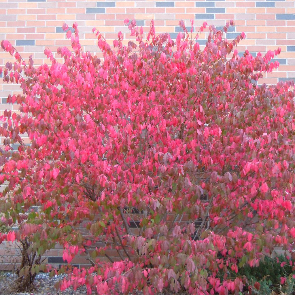 Euonymus alatus - Burning Bush