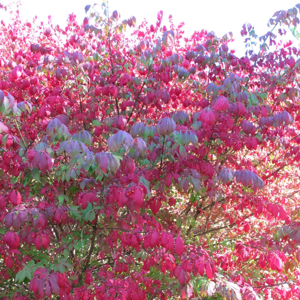 Euonymus alatus - Burning Bush