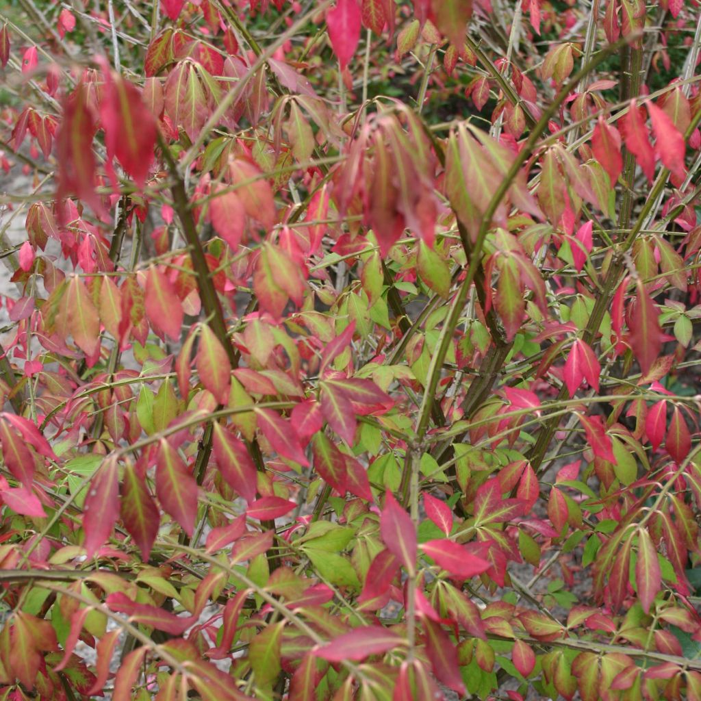 Euonymus alatus - Burning Bush