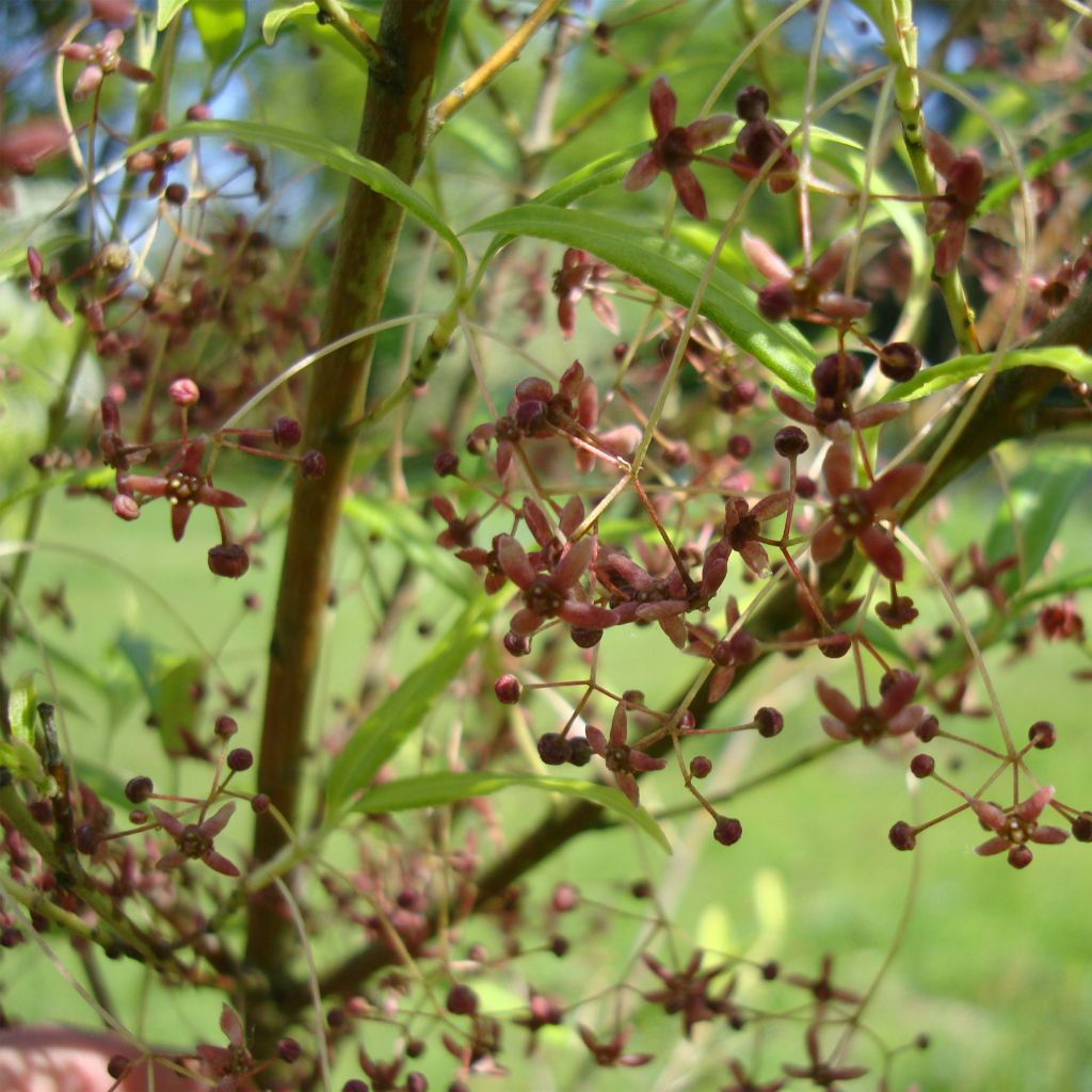 Euonymus clivicolus var. rongchuensis - Spindle