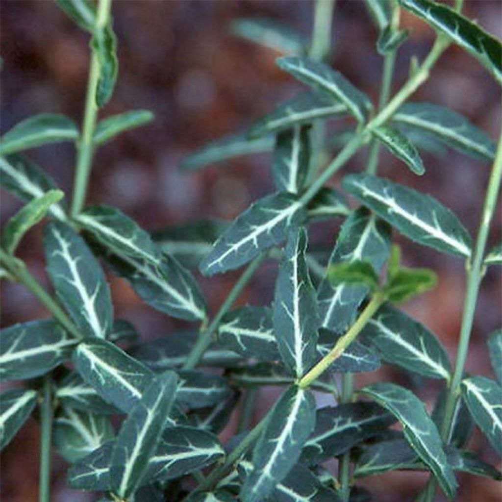 Euonymus fortunei var. radicans Wolong Ghost - Spindle