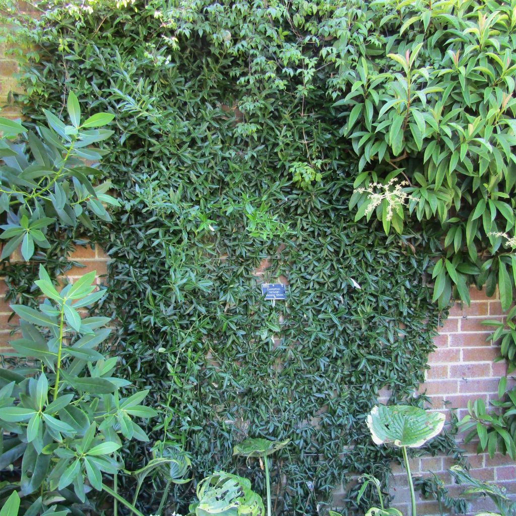 Euonymus fortunei var. radicans Wolong Ghost - Spindle