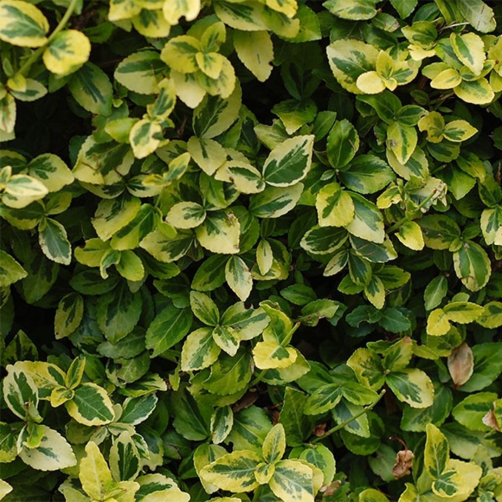 Euonymus japonicus Aureus - Japanese Spindle