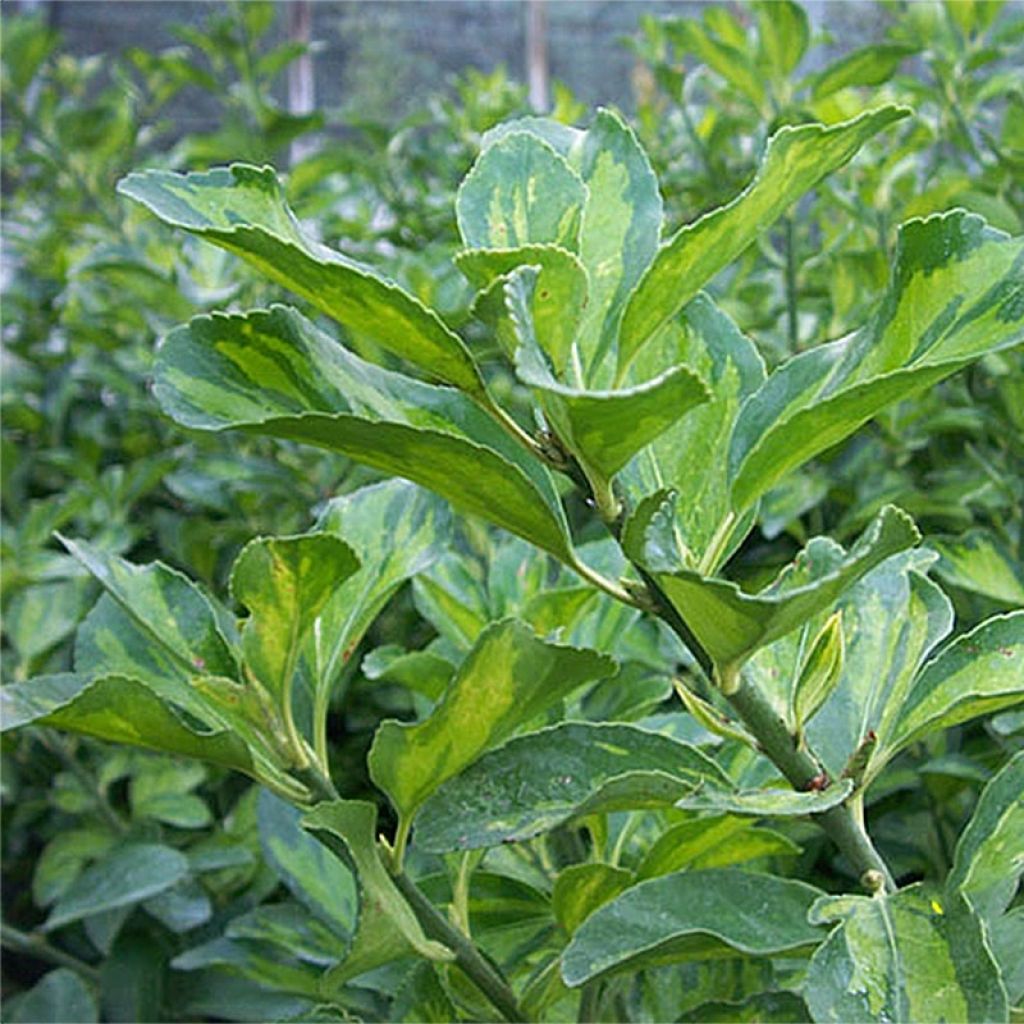 Euonymus japonicus Duc d'Anjou