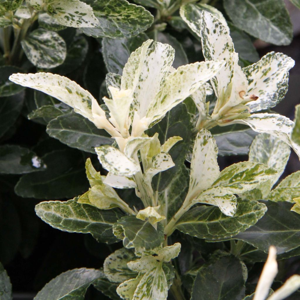 Euonymus japonicus Pierrolino - Japanese Spindle