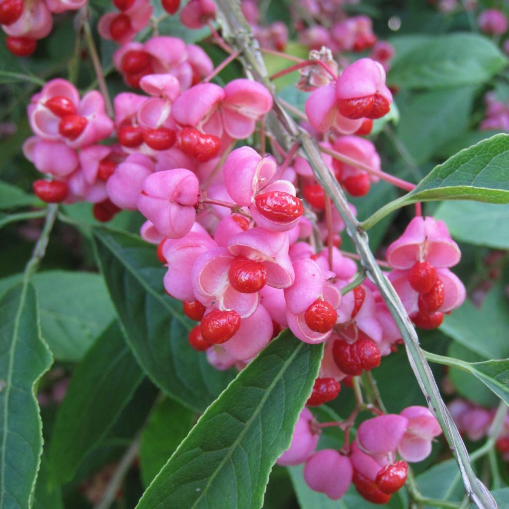 Euonymus phellomanus - Corky Spindle