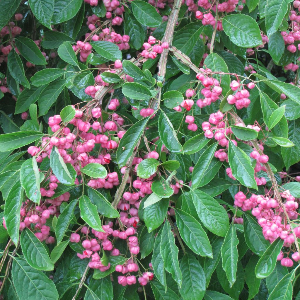 Euonymus phellomanus - Corky Spindle