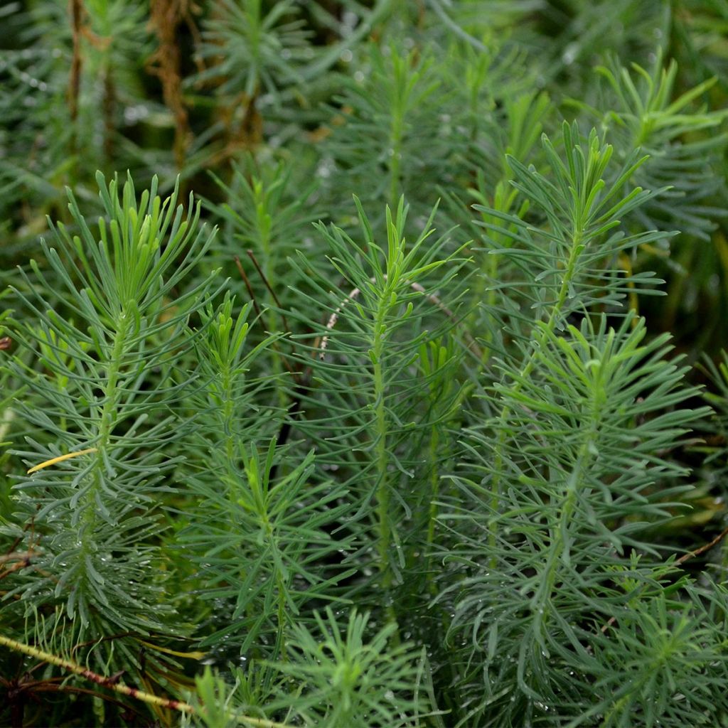 Euphorbe, Euphorbia cyparissias