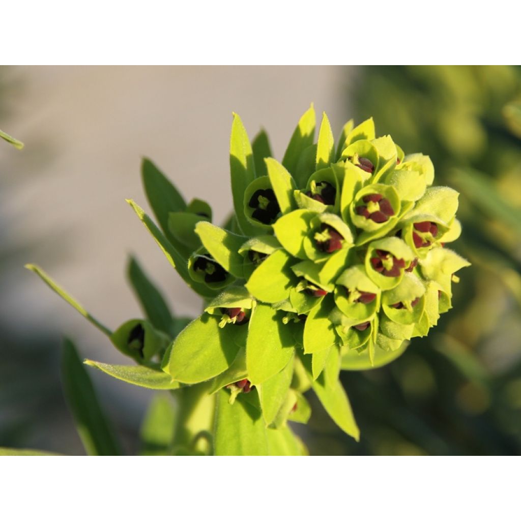 Euphorbia characias Black Pearl - Spurge