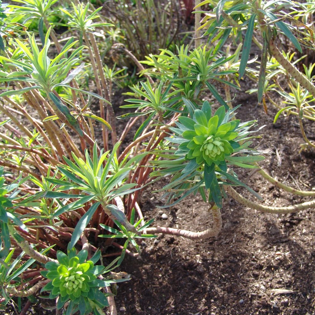 Euphorbe, Euphorbia characias Black Pearl