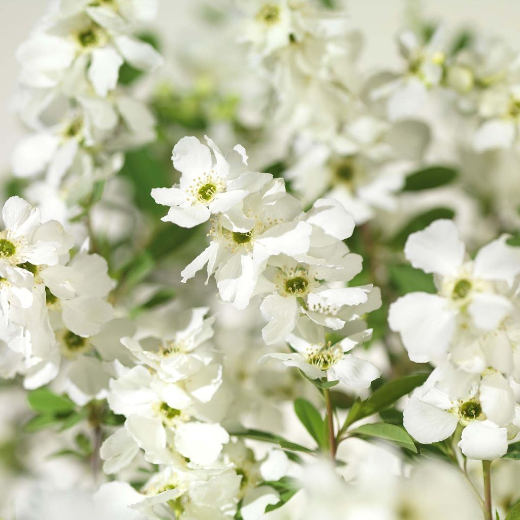 Exochorda racemosa Niagara