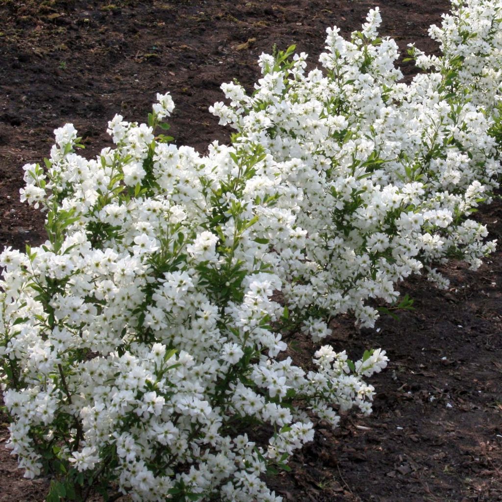 Exochorda racemosa Niagara