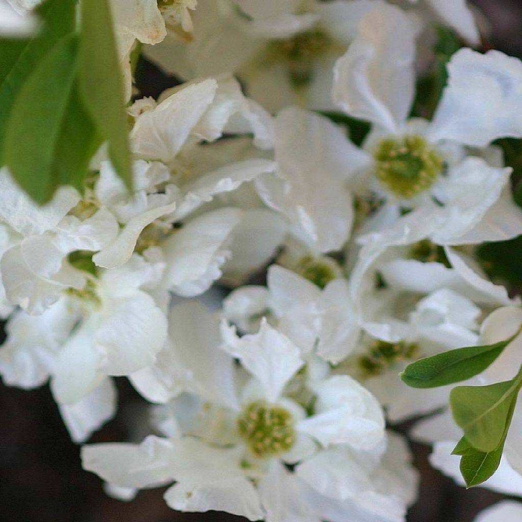 Exochorda macrantha  The Bride