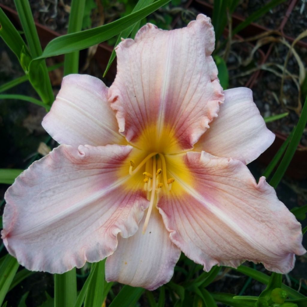 Hemerocallis Eyed Beauty - Daylily