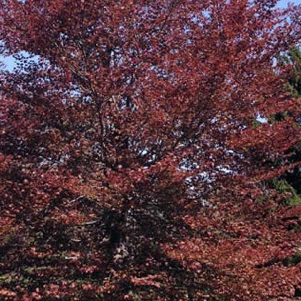 Fagus sylvatica Atropurpurea - Beech