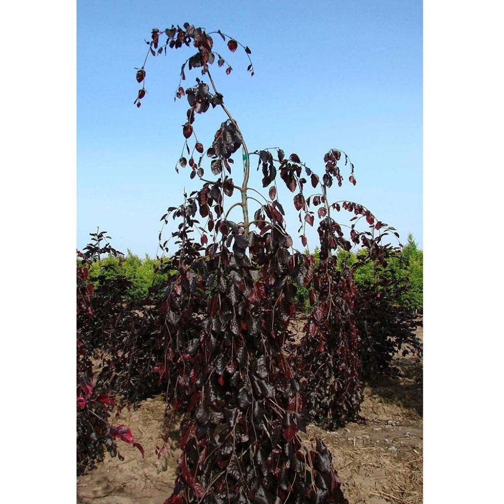 Fagus sylvatica Purple Fountain - Hêtre pourpre pleureur