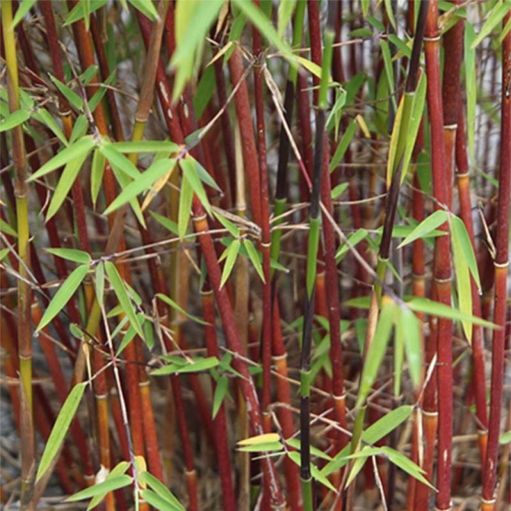 Fargesia scabrida Asian Wonder - Non-running Bamboo