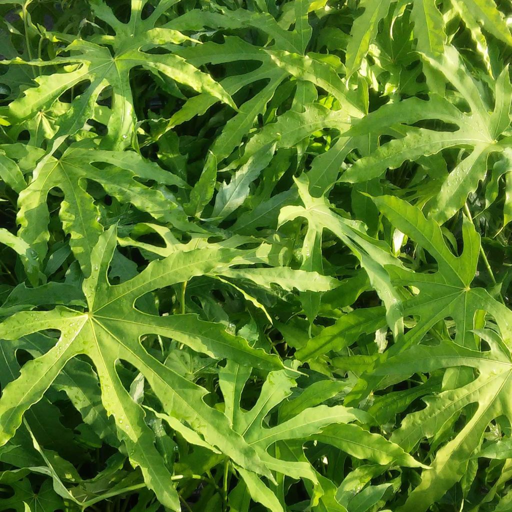 Fatsia polycarpa Green Fingers