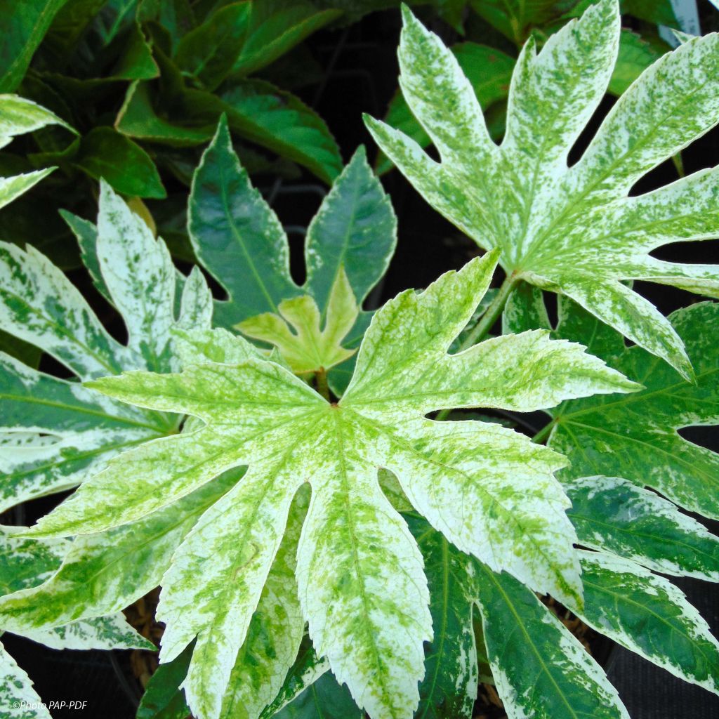 Fatsia japonica Spiders Web - Variegated False Aralia