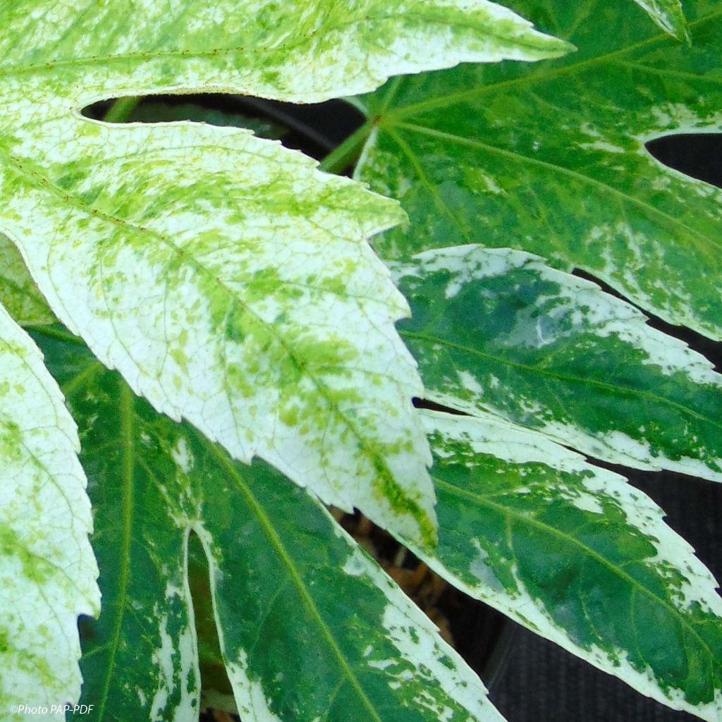 Fatsia japonica Spiders Web - Variegated False Aralia