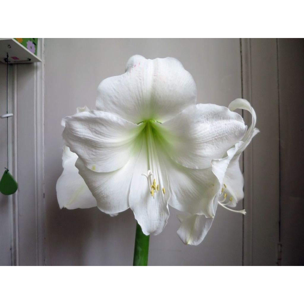 Amaryllis Chrismas Gift