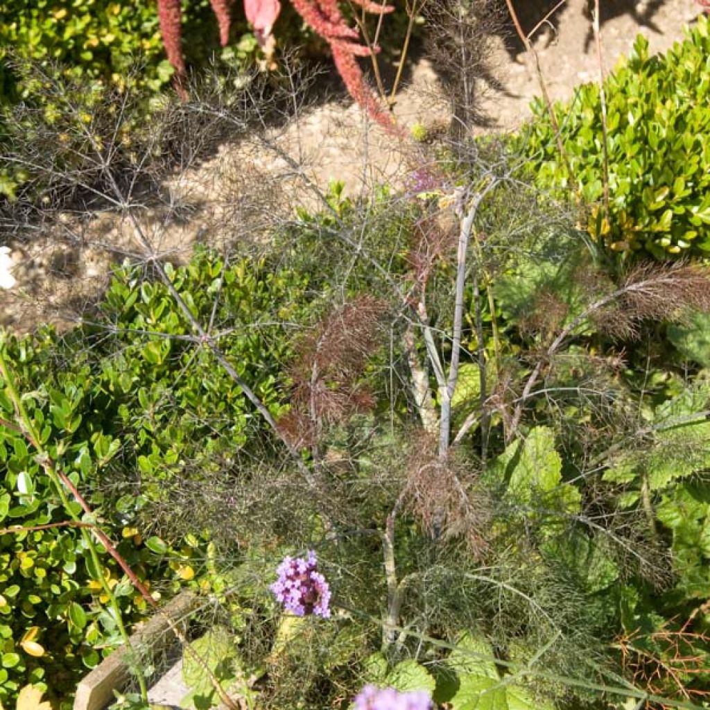 Fenouil, Foeniculum vulgare Giant Bronze