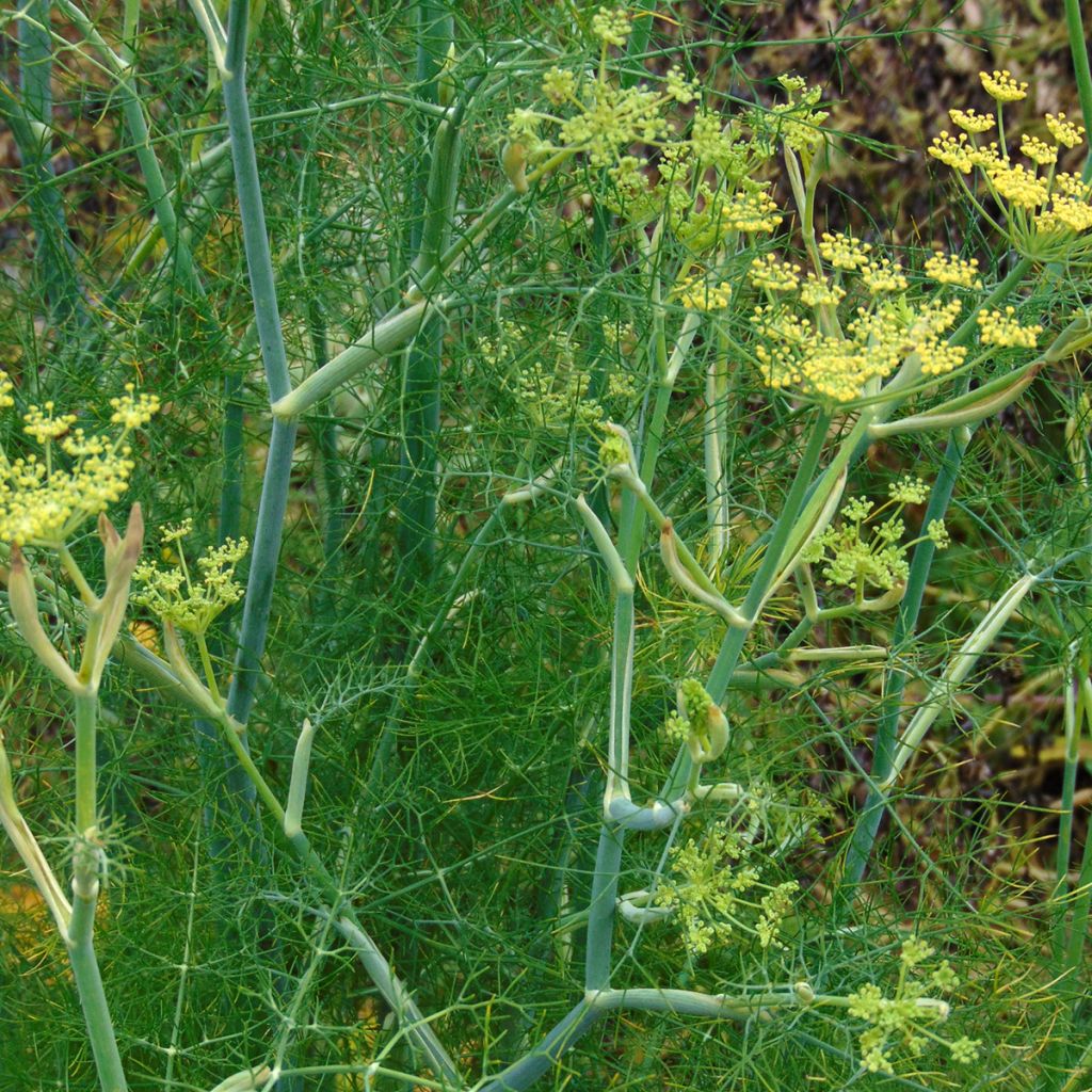 Fenouil - Foeniculum vulgare