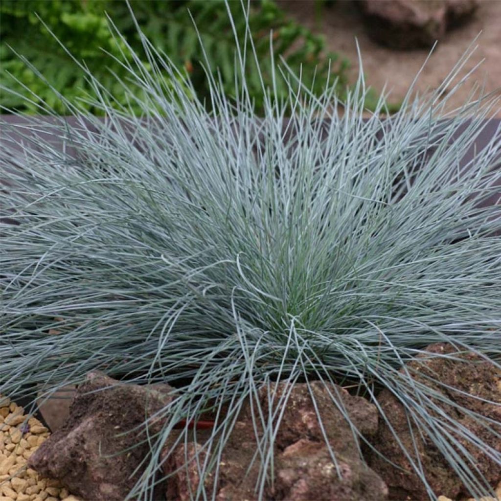 Festuca glauca Intense Blue