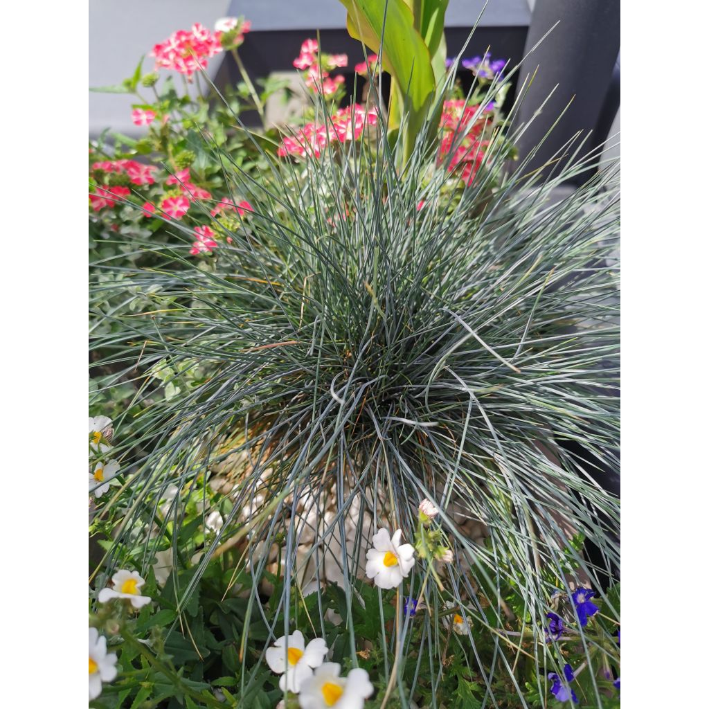 Festuca glauca Elijah Blue